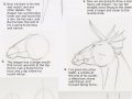 Dragon_head_tutorial_by_Mackico.jpg